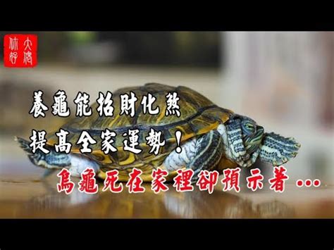 養龜數量|為何養烏龜數量影響健康運？